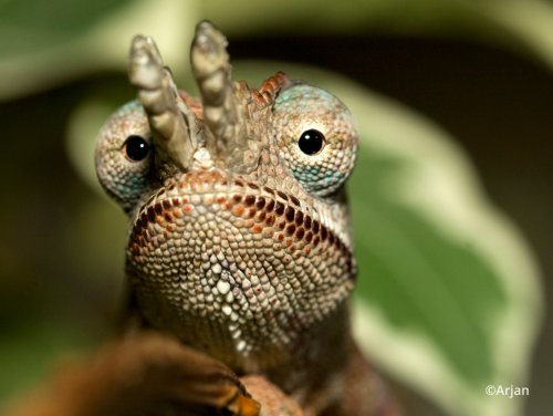 furcifer-minor-4.jpg