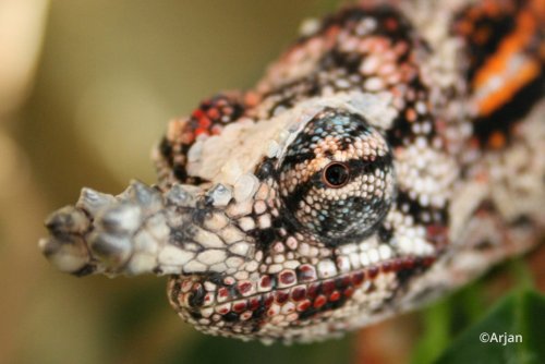 furcifer-minor-7.jpg