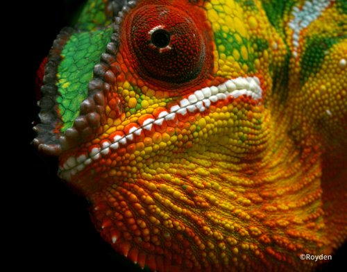 furcifer-pardalis-1.jpg