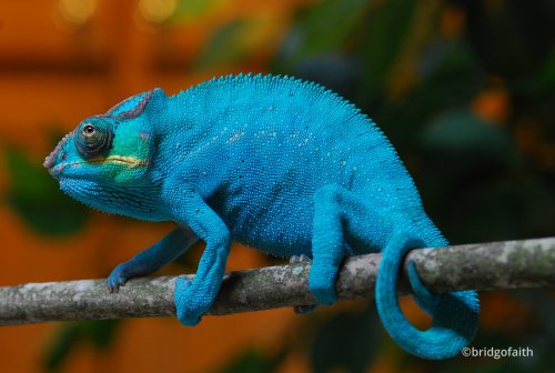 furcifer-pardalis-3.jpg