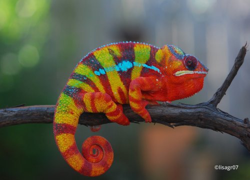 furcifer-pardalis-7.jpg