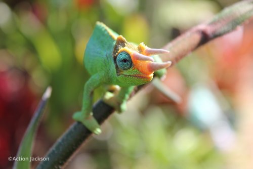 trioceros-jacksonii-merumontanus-3.jpg