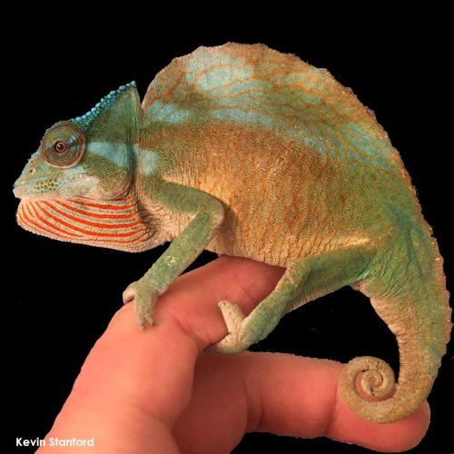 World Chameleon Species Tour: Trioceros cristatus