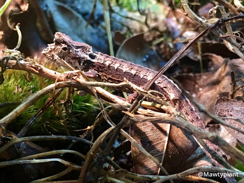 brookesia-thieli-44-1.jpg