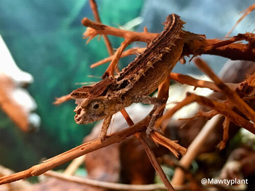 brookesia-thieli-44-2.jpg