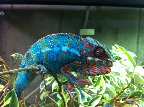 chameleons and misc 2011 -March 012.jpg