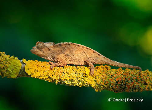 brookesia-ebenaui-30-1.jpg