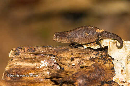 brookesia-peyrierasi-39-1.jpg