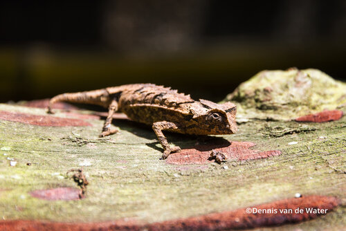 brookesia-brygooi-25-1.jpg