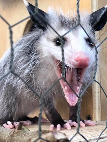 possum.jpg