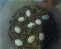 Carpet Chameleon eggs.jpg