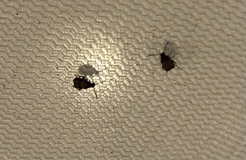 Bean Beetles as a feeder Pros and Cons