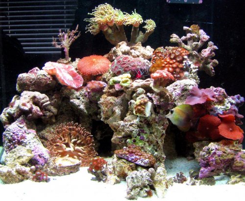 reeftank7.jpg