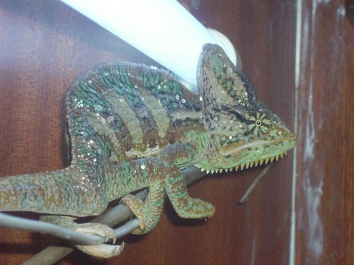 chameleon x 006.jpg