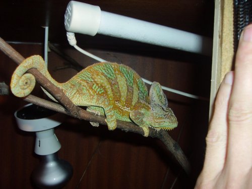 Chameleons at night 004.jpg