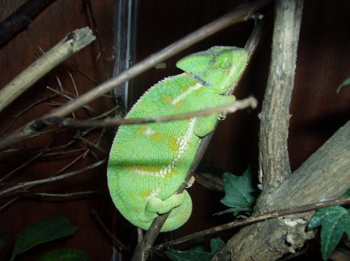 Chameleons at night 002.jpg