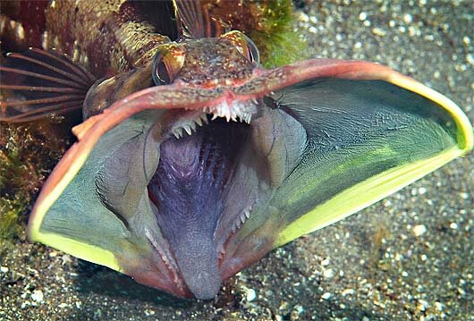 fringehead.jpg