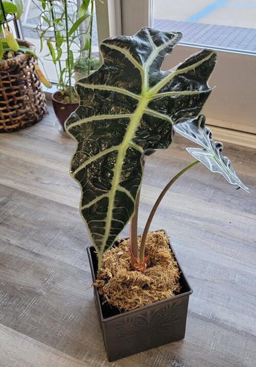 alocasia.jpg