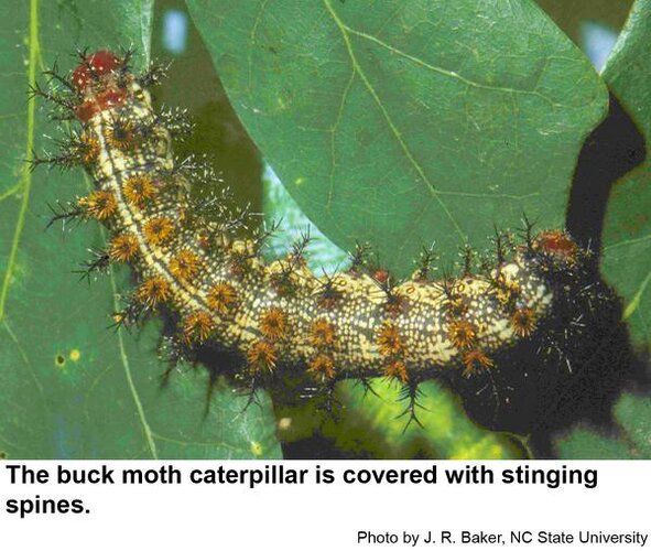 buck moth caterpillar 2.jpg