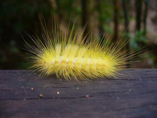 spiky-caterpillar-on-a-rail-nick-lown.jpg