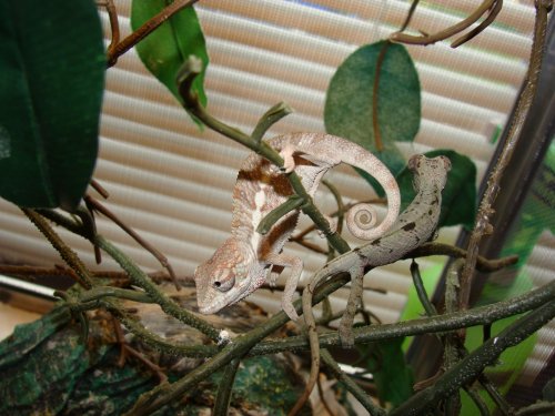 CHAMELEONS BABIES 036.jpg