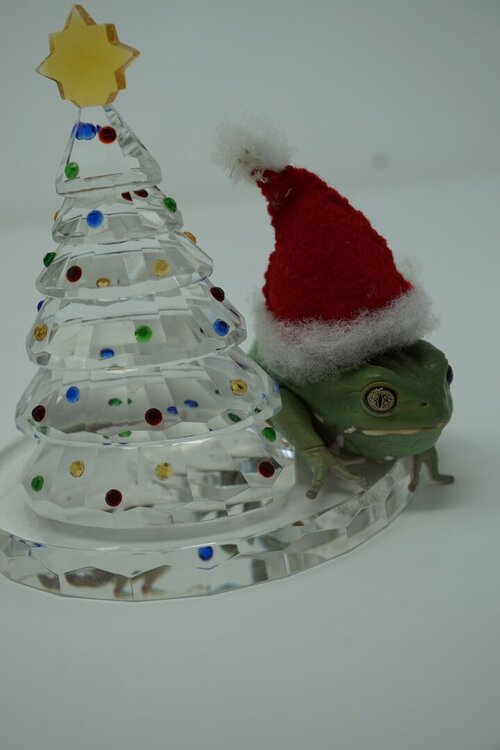 Frog xmas small.JPG