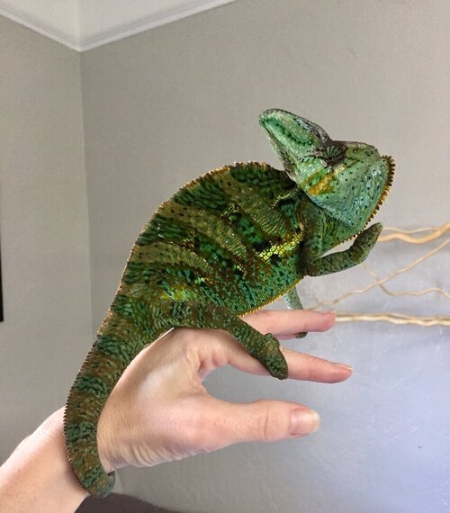 veiled chameleon color change