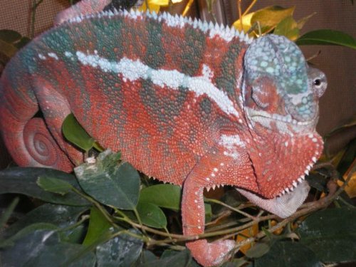 chameleons for sale-2.jpg