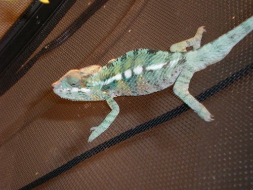 chameleons for sale-3.jpg