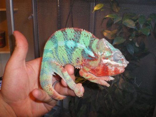 chameleons for sale-1.jpg