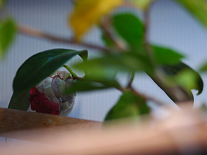 Plants_20080616_Camellia-Blossom.jpg