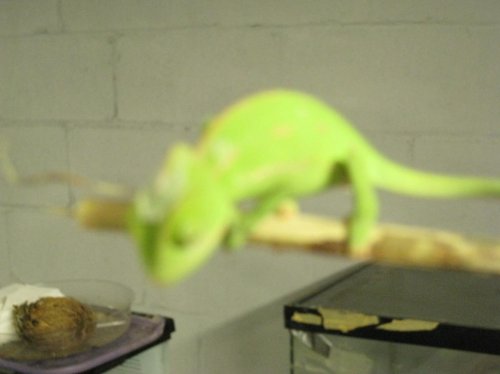 New Veiled Chameleon - Jul 14 2008 (2).jpg