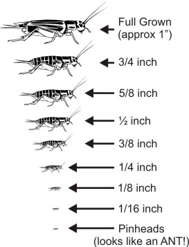 cricketchart.jpg