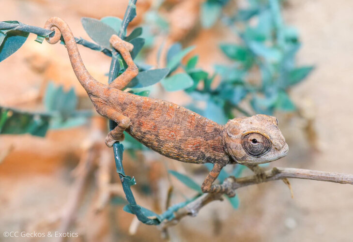 chamaeleo-namaquensis-117-1.jpg