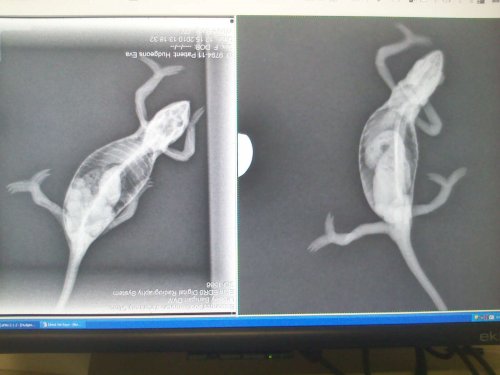 Eva xray before and after.jpg