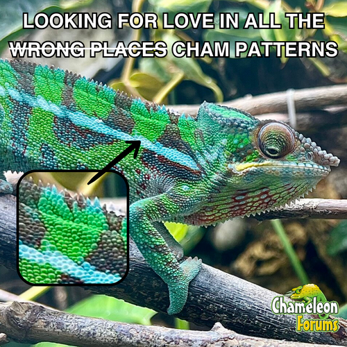 Looking for love in all the wrong places cham patterns (Instagram Post).png