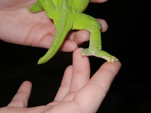 lizard 005.jpg