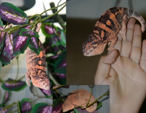 PANTHER CHAMELEON.jpg