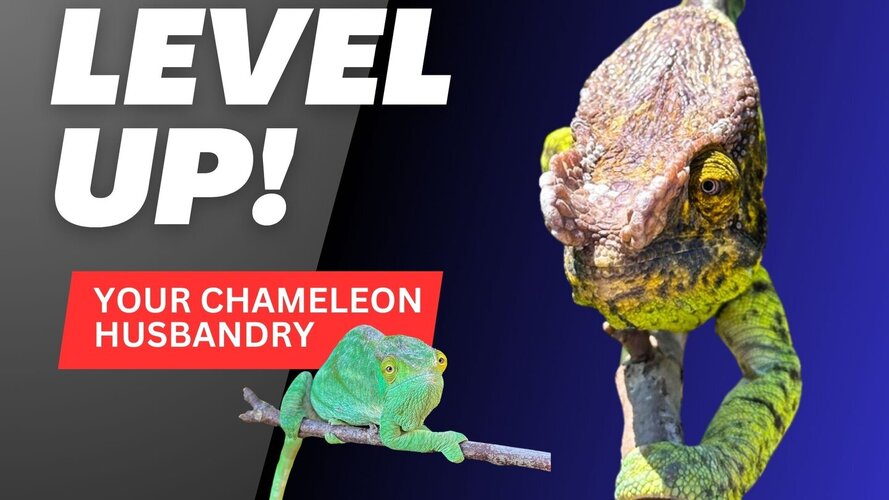 Level up your Chameleon Husbandry!