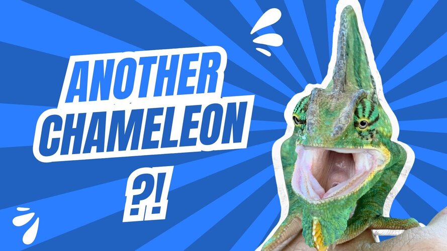 Do you want to get another chameleon?