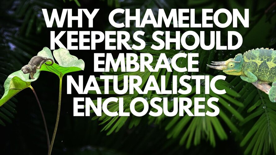 Why Chameleon Keepers Should Embrace Naturalistic Enclosures