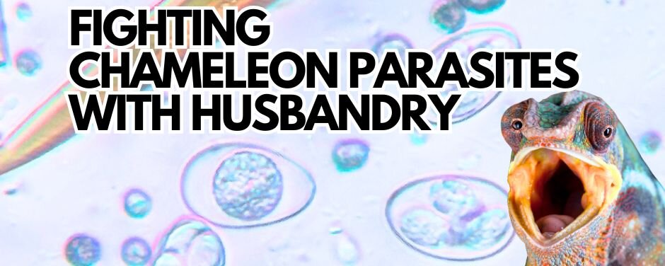 Fighting Chameleon Parasites with Husbandry