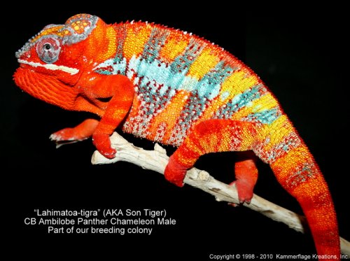 sun tiger.jpg