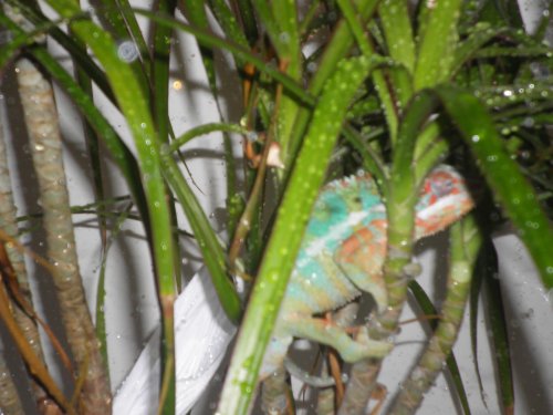 Chameleon Shower 004.jpg