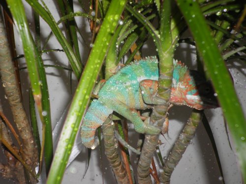 Chameleon Shower 006.jpg