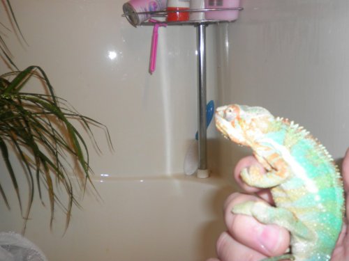 Chameleon Shower 011.jpg