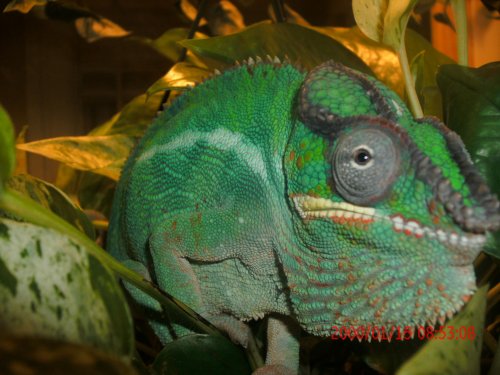 Chameleons and Reptiles 280.jpg