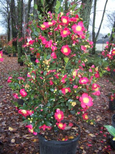 Yuletide_Camellia_in_full_bloom.jpg