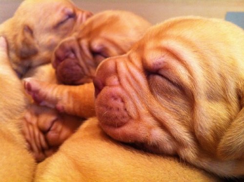 puppys at 16 days.jpg