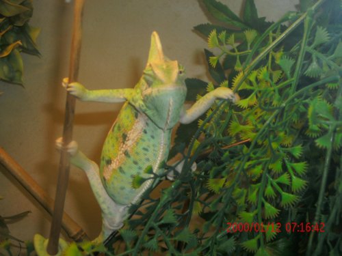 Chameleons and Reptiles 086.jpg